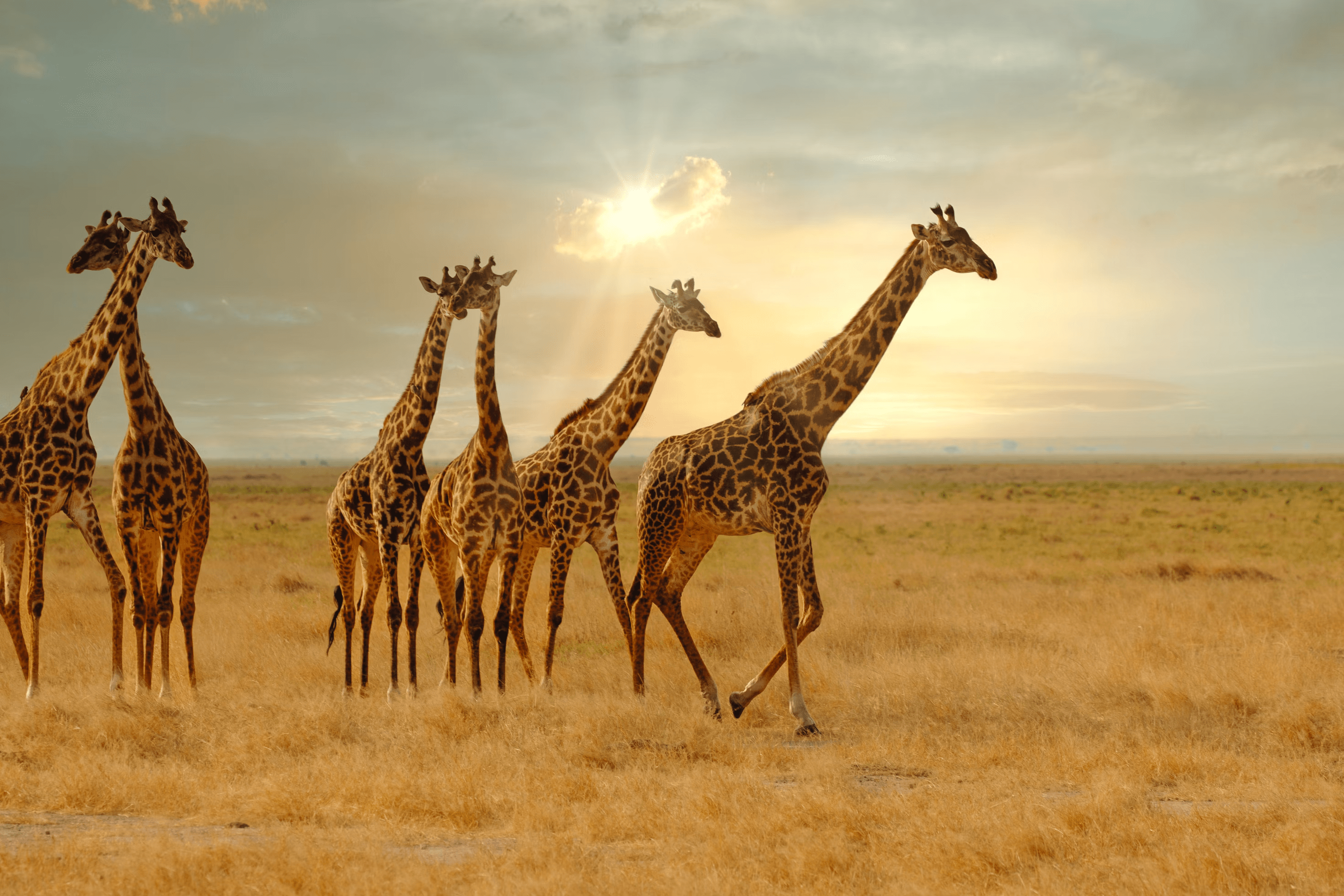 Giraffes
